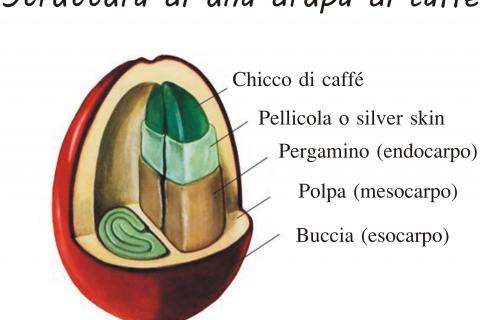 Struttura drupa del caffè
