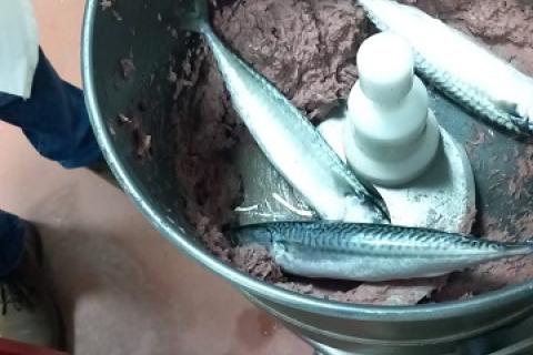 Omogenizzazione scarto ittico