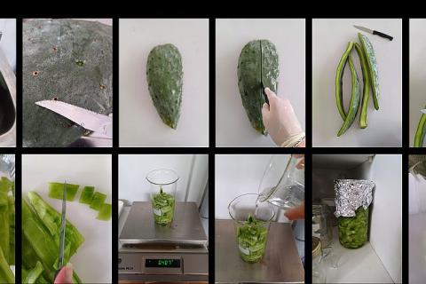 Processo di estrazione del gel. Metodo tradizionale messicano con la pala sezionata, tagliata a pezzi e messa in acqua per rilasciare il gel.