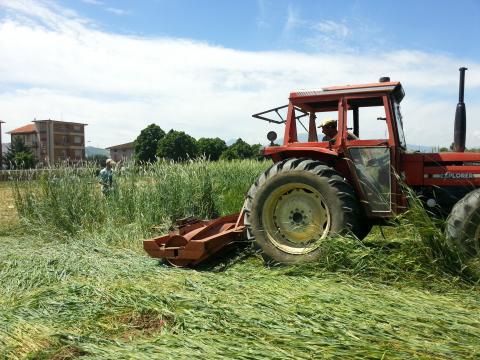 Allettamento della coltura di copertura con rullo sagomato per l’ottenimento di pacciamatura verde