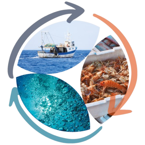 l'immagine è un insieme di tre fotografie che illustrano il mare, un peschereccio, pesce fresco in cassette in polistirolo